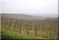 Hillside of fruit trees in CT4 7LS
