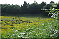 Buttercups on undeveloped land by the A45 in NN4 0LY