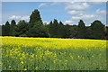 Stand of trees in a rape field by Waltham Wood in Courteenhall
