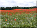 Axborough Lane Poppies in DY10 3FR