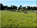 Cattle grazing below Kilbrackmont Place in KY9 1HP