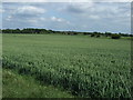 Crop field off Moor Lane in North Clifton