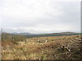 The north-western edge of the clear fell in LL54 5DN