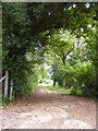 Scalesbrook Lane bridleway in Halesworth & Blything Ward