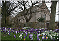 A profusion of crocuses by Fordyce Church of Scotland. in AB45 2SL
