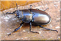 Stag Beetle (Lucanus cervus) female in CO4 0NZ
