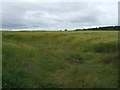 Crop field near Mossbank Farm in KY4 8HD