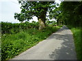 Lane bordering Great Trill Plantation in EX13 8TD