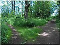 Paths diverging in Brierley Wood in S41 9QL