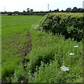 Field and hedges along Bagworth Road in CV13 0QH
