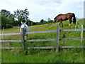 Horses along Newbold Road in Barlestone in CV13 0BN