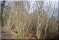 Coppicing, Rowhill Reserve in GU9 9DG