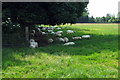 Shaded sheltering sheep by the Cross Bucks Way in MK18 3RS