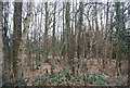 Woodland by A1184 in CM20 2HE