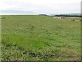 Hayfield at Birgidale in PA20 9NU