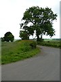 Tree by the corner in KY15 4PN