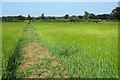 Footpath towards Greens Norton in Bradden
