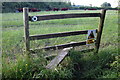 Curious cattle on the footpath to the road in Slapton