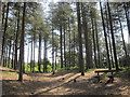 Freshfield Pine Woods - Seat overlooking clearing in L37 2JN