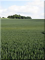 Copse on the hill past the wheat field in AL5 2PL