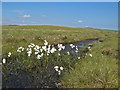 Bog Cotton in LL24 0LS