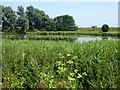 Reed-fringed lake at Purls Bridge in PE15 0ND