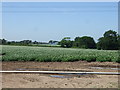 Potato crop, Spinney Farm in WS14 0HR