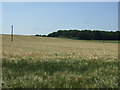 Crop field, Fighting Cock's Farm in WS9 9EG