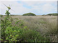 Vegetation of a diverse nature on the Lizard Nature Reserve at Goonhilly Downs in TR12 6LQ