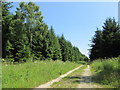 Track in Dalby Forest in Allerston
