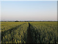 Footpath through cornfield, Mayland in CM3 6BB