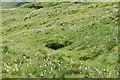 Bog cotton on The Brack in G83 7AR