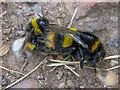 Bumble bees mating on the tow path in B78 3TG