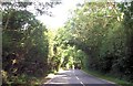 Through the trees at Croes-y-Llan in Llangoedmor