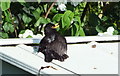 Bird on a Hot Tin Roof in CO4 0NZ
