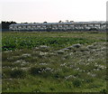 Greenhouses at Roman Bank Nurseries in PE34 4HA