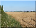 Farmland along Anchor Road in PE34 4HL