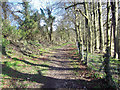 Track to Mean Wood, Dean Hill in SP5 1HN