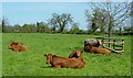Cows in front of Manor Farm Morley in NR18 9DD