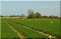 Crop Trials at Manor Farm Morley in NR18 9TW