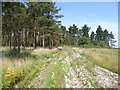 Boveridge Heath, forestry track in BH21 5QY