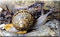 Garden Snail (Helix aspersa) in CO4 0NZ