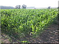 Vivid green crop in a parched landscape in TA5 1QA