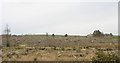 Recently clear felled area behind Cors-y-wlad uchaf in LL54 5DN