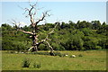 Dead oak by the Ouse Valley Way in MK18 5JZ