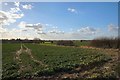 Fields near Falcons Hall Farm in Rickinghall Superior