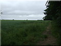 Crop field near The Pits woodland in LN4 2RH