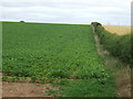 Crop field off Green Man Road in LN5 0JY