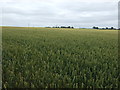 Crop field, Thompson's Bottom in Temple Bruer with Temple High Grange