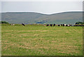 Cattle pasture near Siop-fach, Nevern in SA41 3UB
